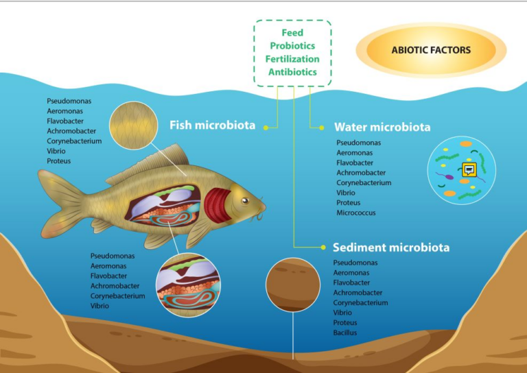 Microbial Marvels: A Deep Dive into the Carp Polyculture Ecosystem