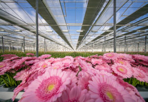 Kennismiddag: het microbioom in de sierteelt
